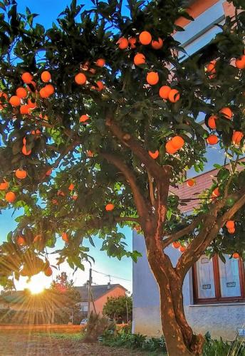 an orange tree with lots of oranges on it at Appartamento L'arancio in Recanati