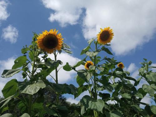 a group of sunflowers against a blue sky at Vendégház a Csabay Kúriához in Lakitelek