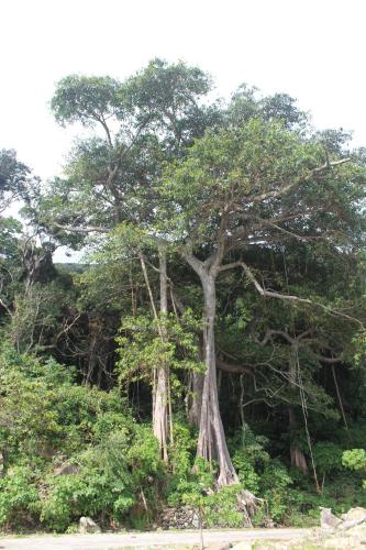 a large tree in the middle of a forest at Cham Island Smiles Homestay in Tân Hiệp