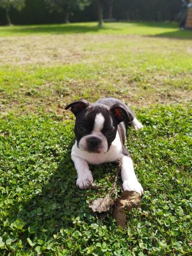 a small black and white dog laying in the grass at Kuća za odmor Bitoševje in Klenovnik