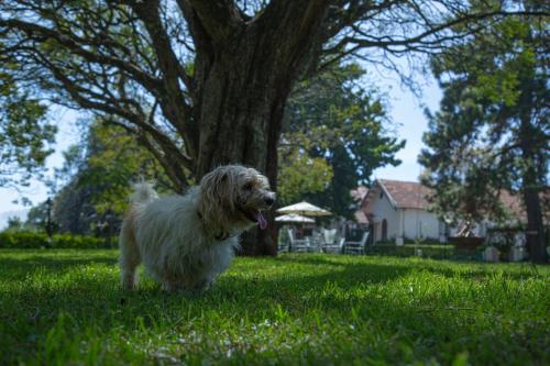 a dog standing in the grass in a yard at Gateway Coonoor in Coonoor