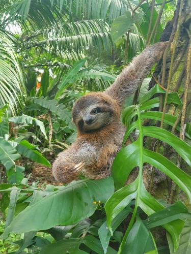 a sloth in a tree in the jungle at Cariblue Beach and Jungle Resort in Puerto Viejo