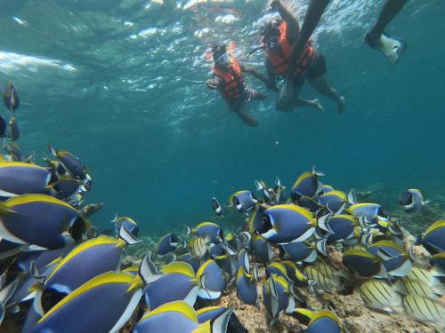 a group of people in the water with a school of fish at Athens View Hotel in Guraidhoo