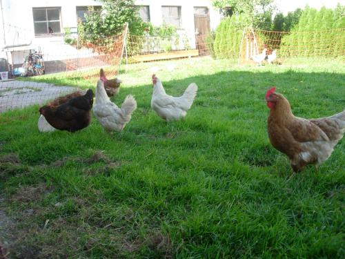 Animaux dans la ferme ou à proximité