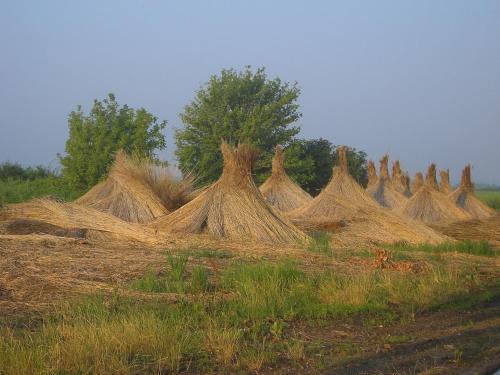 a group of hay stacks in a field at Romantikchalet in Breitenbrunn