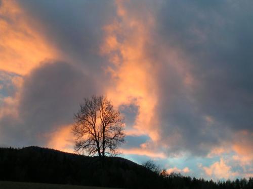 a tree on top of a hill at sunset at Ferienhof Kreilgut in Rossleithen