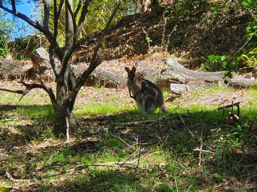 a kangaroo sitting in the grass next to a tree at Heaven in the Hills Retreat in Maleny