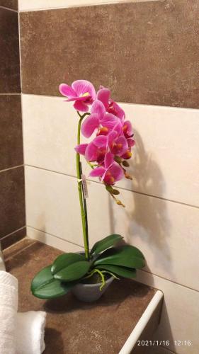 a pink flower in a pot on a counter at Miriam Luxury apartment in Zakynthos Town