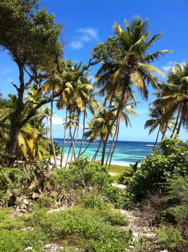 a group of palm trees on a beach with the ocean at Gîte Muskad in Sainte-Anne