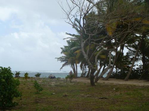 a group of trees on a beach with the ocean at Gîte Muskad in Sainte-Anne