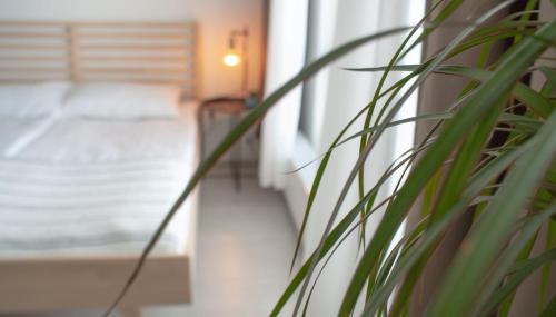 a close up of a plant in front of a window at Kaari Home - Studio Apartment In the Heart of Tampere Next to Nokia Arena in Tampere