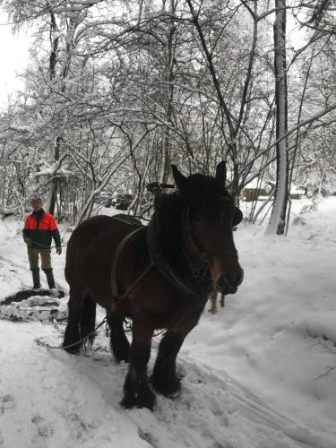 a man being pulled by a horse in the snow at Chalet Le Grand Cerf in Bullange