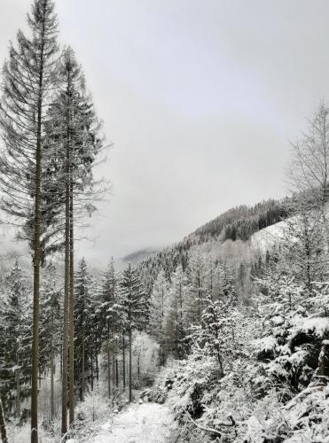 a snow covered forest with trees on a mountain at Harz hotel Iris in Sieber