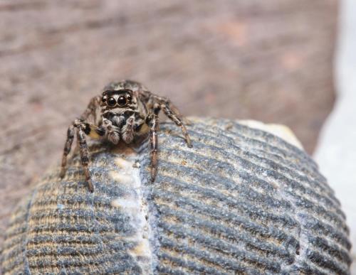 a close up of a jumping spider sitting on a persons arm at Casa Colibrí in Nuquí