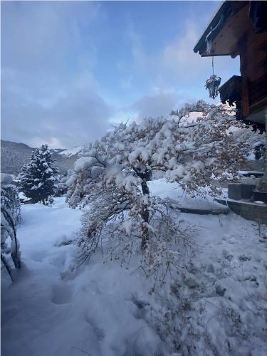 a tree covered in snow next to a house at Micro-lodge, Jardin Secret in Montriond