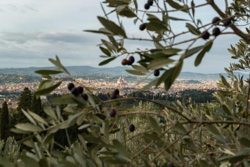 Fattoria di Maiano في فيسولي: اطلالة على المدينة من شجرة