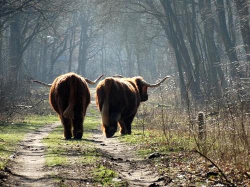 two animals walking down a dirt road in the woods at Slapen bij de Buurvrouw in Castricum