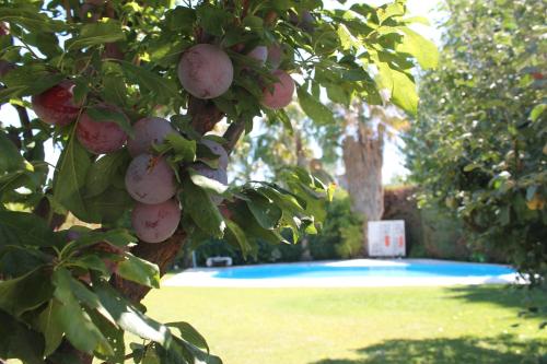 a bunch of fruit hanging from a tree next to a pool at De Los Andes Hotel Boutique in Ciudad Lujan de Cuyo