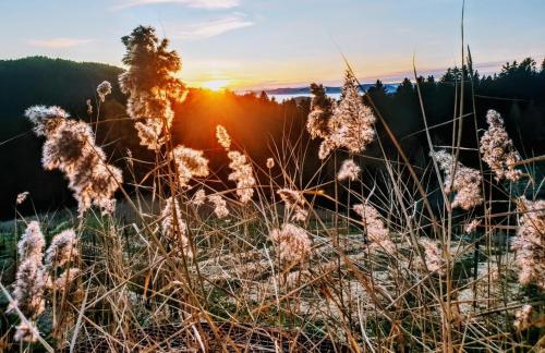 a field of grass with the sunset in the background at Ferienwohnung Kochs Beeren in Oberfresen