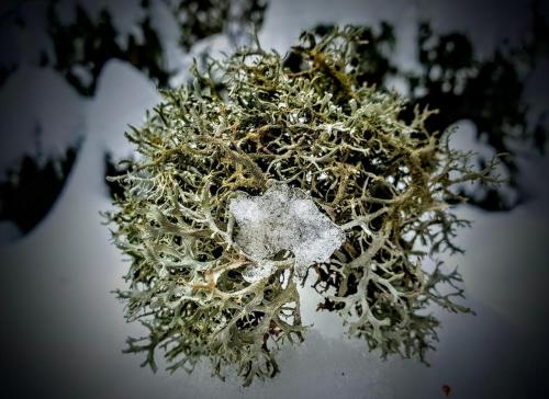 a plant with snow on it in the snow at Ferienwohnung Kochs Beeren in Oberfresen