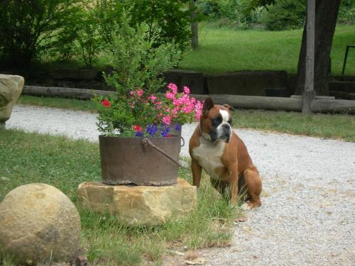 a dog sitting next to a pot of flowers at Auberge Les Sibourgs in Bourdeaux