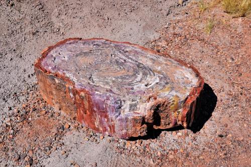 a rock that is sitting on top of the ground at Starlight Tent 1 in Holbrook