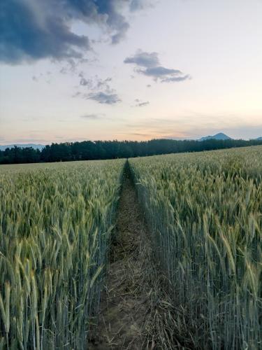a field of corn with a path in the middle at Privat Mima in Liptovský Trnovec