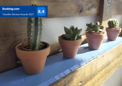 four potted plants sitting on a blue shelf at Ideal Familias, Prime, Netflix y Hbo in Aranjuez