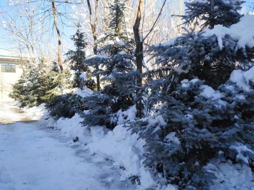 a snow covered tree next to a snow covered road at HUMSON BULOQ SANATORIUM in Khumson