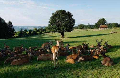 a herd of deer laying in the grass in a field at Giglerhof in Bad Birnbach