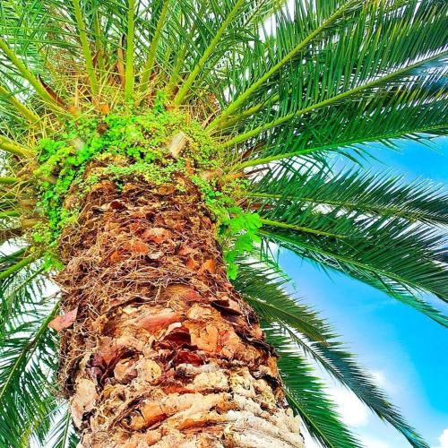 a close up of the top of a palm tree at Hotel San Marco in Bardolino