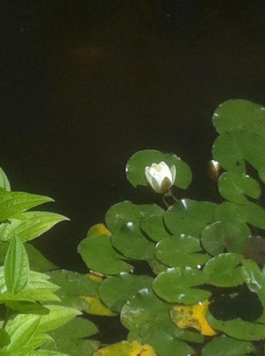 a white flower sitting on top of a bunch of green leaves at Au Temps Retrouvé in Courcelles