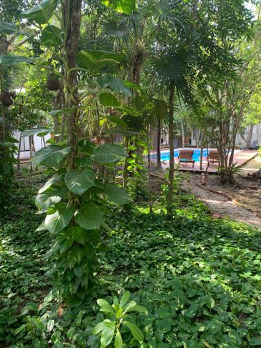 a plant with green leaves in a forest at Ecovergel Hotel Riviera Maya in Chemuyil