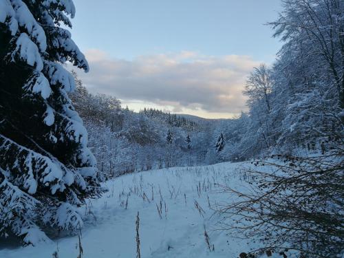 a snow covered path in a forest with trees at Taunusblick-Meißner in Schmitten