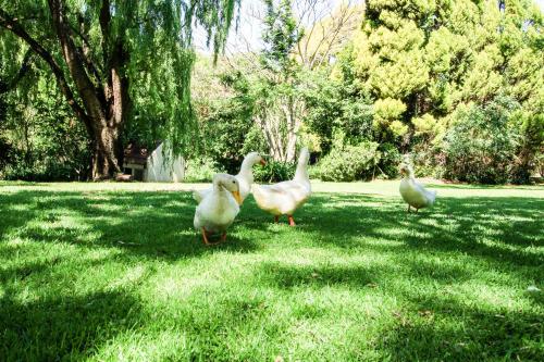 a group of ducks standing in the grass at Budmarsh Country Lodge in Magaliesburg
