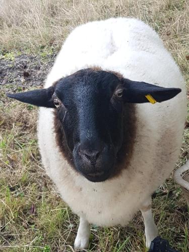 a black and white sheep standing in the grass at Hotel KAMPS in Sinsheim