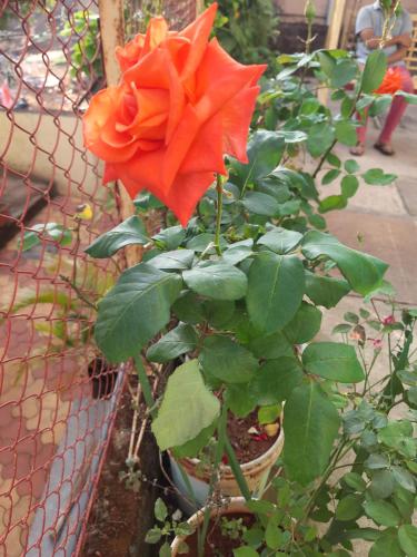 an orange rose in a pot next to a fence at Trimurti Holiday Home in Panchgani