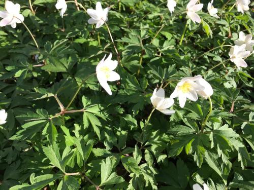 a group of white flowers on a bush at Hotell Magasin 1 in Mörbylånga