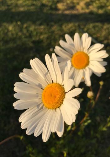 two white and orange flowers in the grass at Hotell Magasin 1 in Mörbylånga