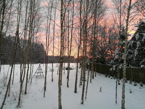 a group of trees in the snow with a sunset at Na Skraju Szlaków in Sernetki