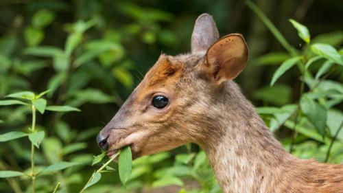 a baby deer eating a leaf from a plant at Pousada Salve Floresta in Tapiraí