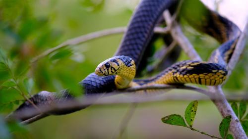 a blue and yellow snake on a tree branch at Pousada Salve Floresta in Tapiraí