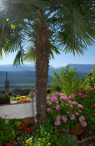 a palm tree in a garden with flowers at Pension Christl in Caldaro