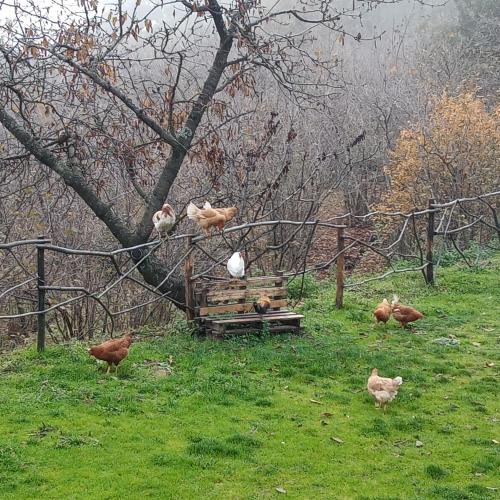 a group of chickens standing around a bench in a field at Agriturismo La Caraffara sull' Etna in Puntalazzo