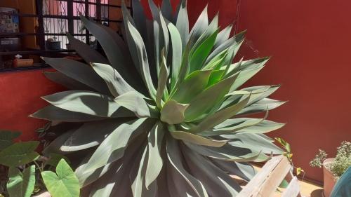 a large green plant sitting in a room at Casa Huipil in San Cristóbal de Las Casas