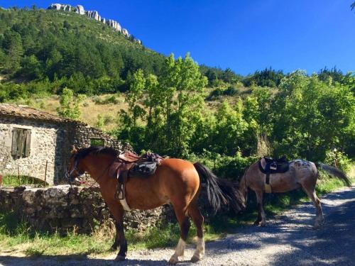 Animales en la casa de huéspedes o alrededores