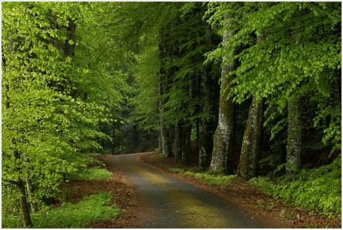 a road in the middle of a forest with trees at Gite de Folgoux in Malvières