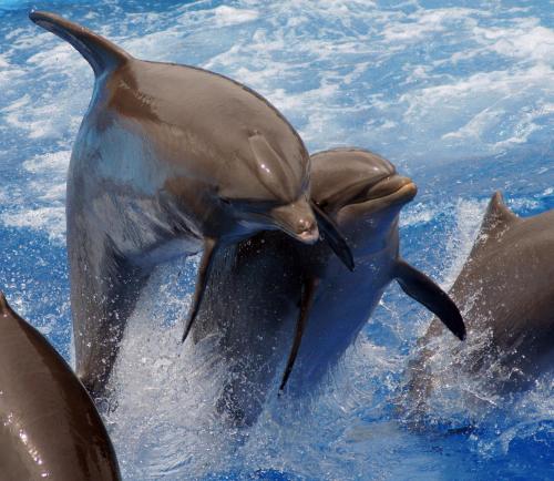 a group of dolphins playing in the water at Tiki Villas Rainforest Lodge - Adults Only in Uvita