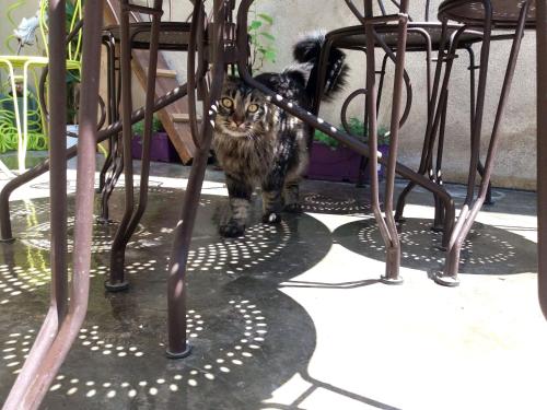a cat standing under a table under a chair at Les Terrasses de Saillans in Saillans