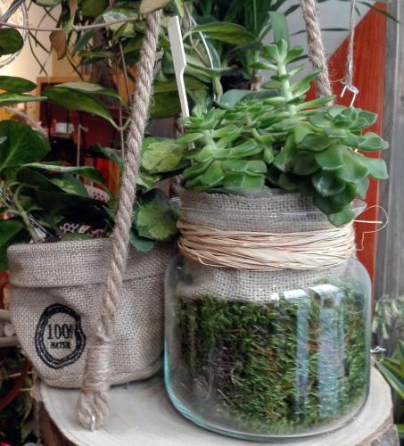 two potted plants in a jar on a table at Les Terrasses de Saillans in Saillans